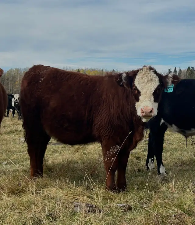 2026 Hefier calf Replacements