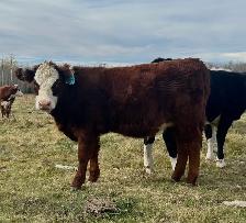 2026 Hefier calf Replacements - Photo 2