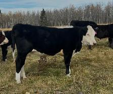 2026 Hefier calf Replacements - Photo 3