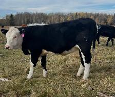 2026 Hefier calf Replacements - Photo 4