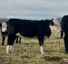 2026 Hefier calf Replacements - Photo 5