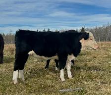 2026 Hefier calf Replacements - Photo 6