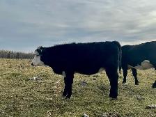 2026 Hefier calf Replacements - Photo 7