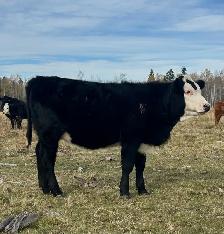 2026 Hefier calf Replacements - Photo 8