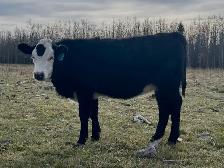 2026 Hefier calf Replacements - Photo 9