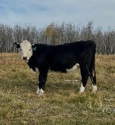 2026 Hefier calf Replacements - Photo 10