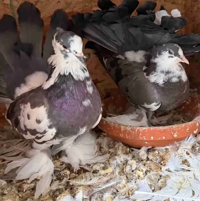 Indian Fantail Pigeons - Months Old
