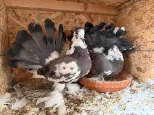 Indian Fantail Pigeons - Months Old - Photo 2