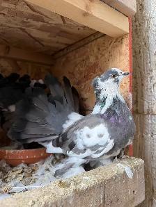Indian Fantail Pigeons - Months Old - Photo 3