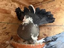 Indian Fantail Pigeons - Months Old - Photo 4