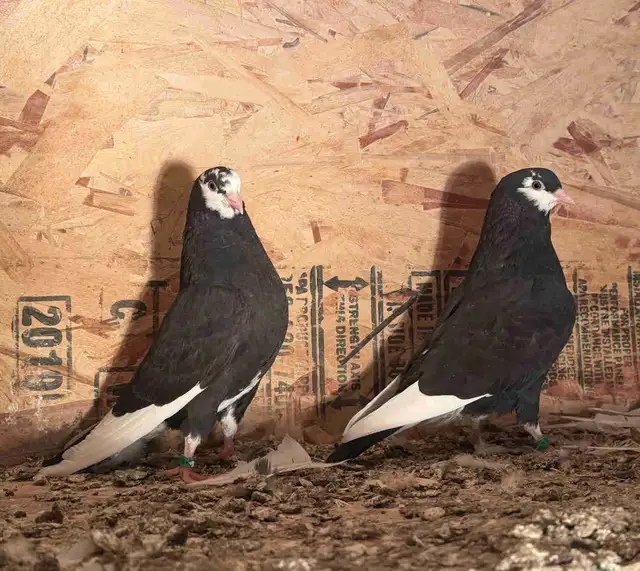 American Roller Pigeons - Babies born in September