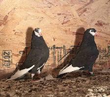 American Roller Pigeons - Babies born in September