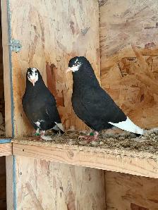 American Roller Pigeons - Babies born in September - Photo 2
