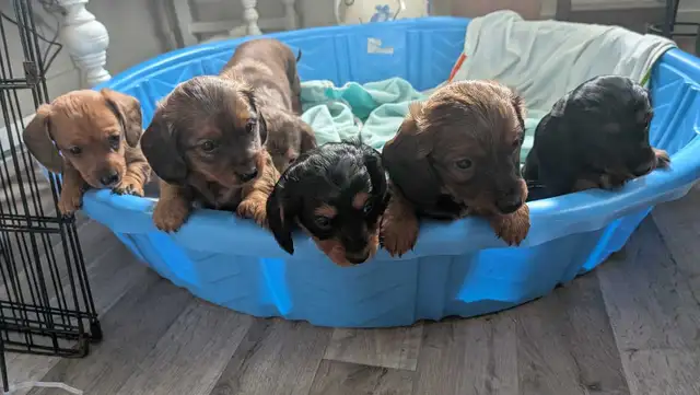 Chiot teckel