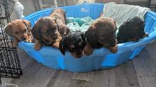 Chiot teckel