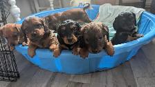 Chiot teckel - Photo 2