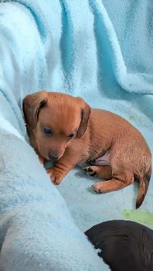 Chiot teckel - Photo 3