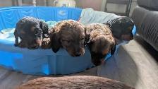 Chiot teckel - Photo 4