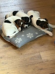 Magnifiques Jack Russell