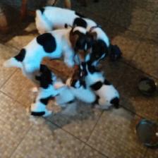 Magnifiques Jack Russell - Photo 2