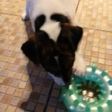 Magnifiques Jack Russell - Photo 3
