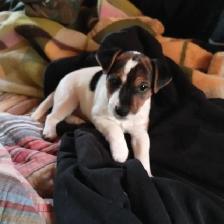 Magnifiques Jack Russell - Photo 4
