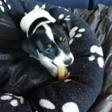 Magnifiques Jack Russell - Photo 5