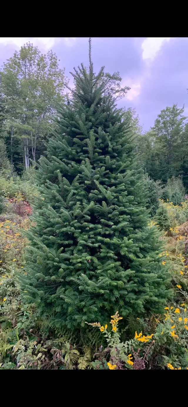 Balsam Fir Christmas Trees