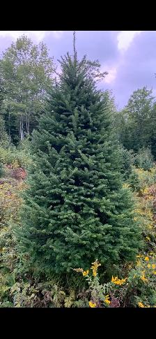 Balsam Fir Christmas Trees