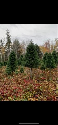 Balsam Fir Christmas Trees - Photo 2