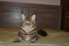 MAINE COON KITTENS AND ADULTS, PUREBRED - Photo 3
