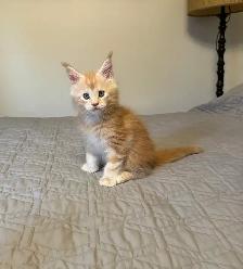 MAINE COON KITTENS AND ADULTS, PUREBRED - Photo 5