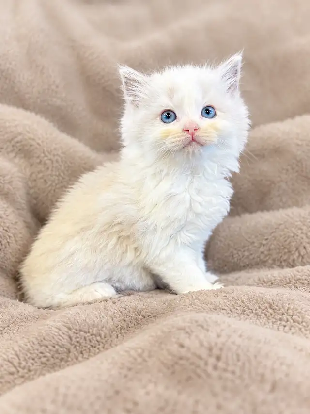 Blue Mitted and Bi-Colour Ragdoll Kittens