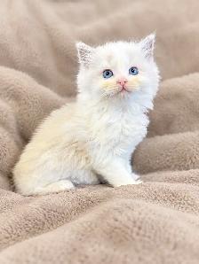 Blue Mitted and Bi-Colour Ragdoll Kittens