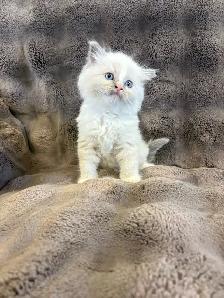 Blue Mitted and Bi-Colour Ragdoll Kittens - Photo 3