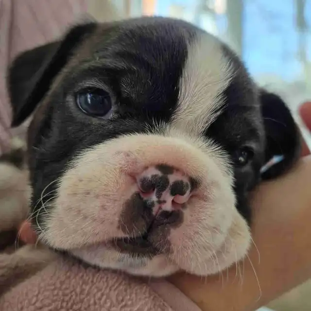 animal   Boston terrier