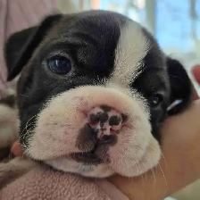 animal   Boston terrier