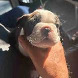 animal   Boston terrier - Photo 2