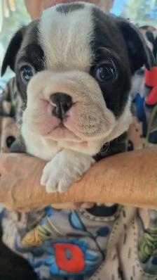 animal   Boston terrier - Photo 3