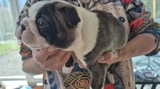 animal   Boston terrier - Photo 4