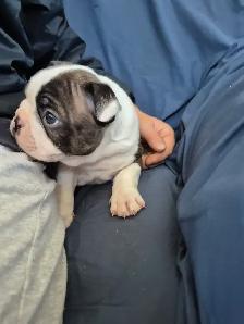 animal   Boston terrier - Photo 5