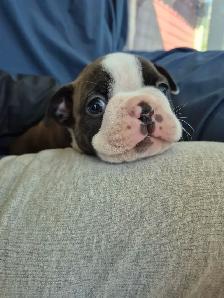 animal   Boston terrier - Photo 6