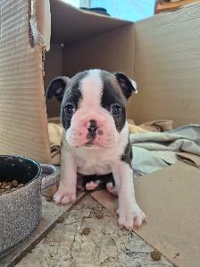 animal   Boston terrier - Photo 7