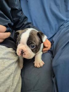 animal   Boston terrier - Photo 8
