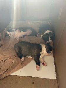 animal   Boston terrier - Photo 9