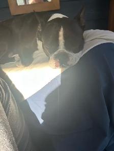 animal   Boston terrier - Photo 10