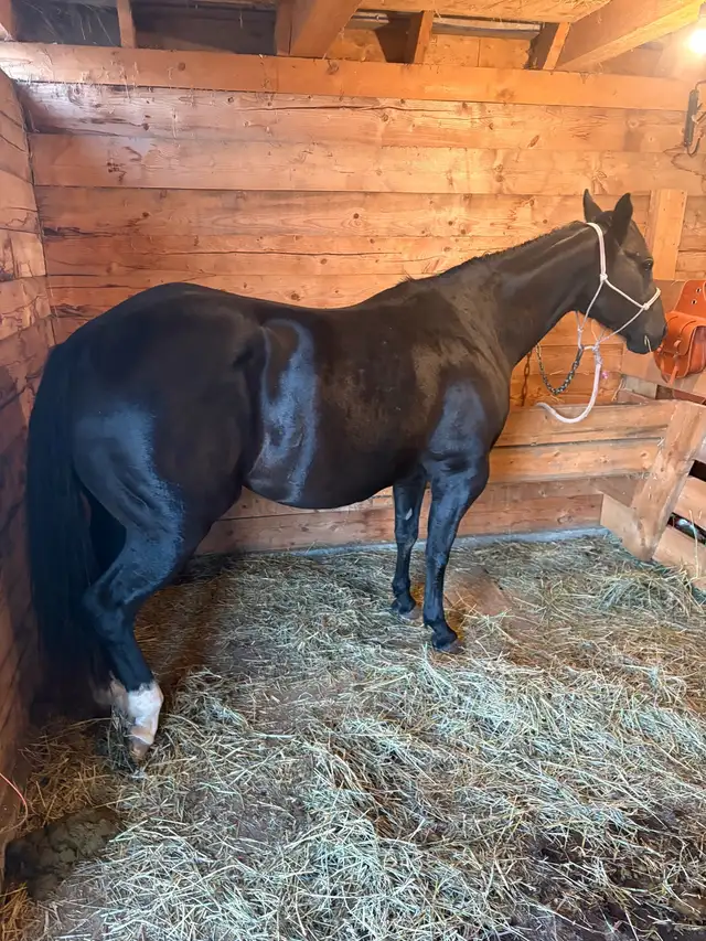 horse board