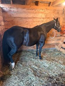 horse board