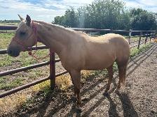 horse board - Photo 2