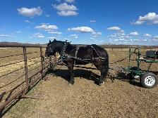 horse board - Photo 3